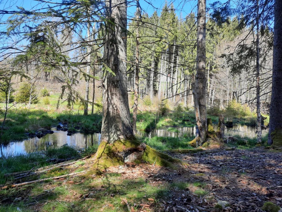 Ferienwohnung Dahlie Grafenhausen Bagian luar foto
